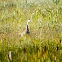 Sandhill crane