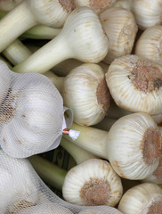 fresh garlic bulbs for sale in the market