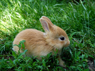 Colorful red-haired little rabbit on a background of green grass.