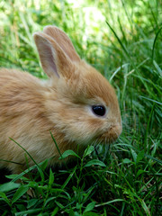 Colorful red-haired little rabbit on a background of green grass.