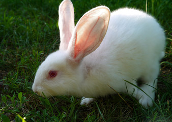 Colorful white little rabbit on a background of green grass.