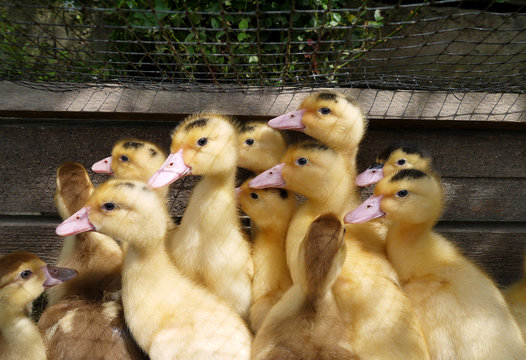 Small domestic black and white ducklings of the mulard breed.