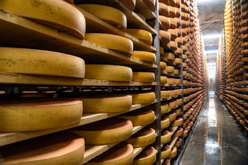 Cheese factory production shelves with aging cheese