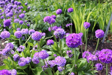 Obraz premium Purple petals forming a sphere