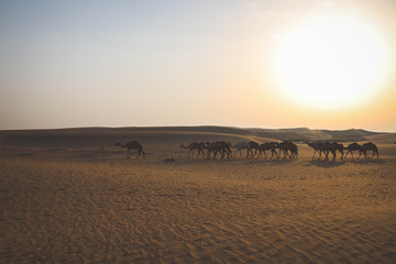 Fototapeta na wymiar Camels in the Dubai in the desert at sunrise with rolling dunes in the background.