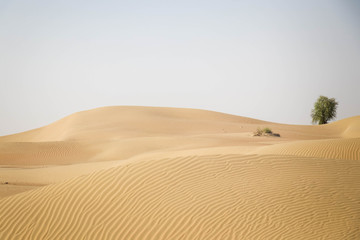 Dune landscape in the Dubai desert with a lonely tree in the dunes.