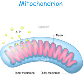 mitochondrion anatomy. Structure of cell organelle. - obrazy, fototapety, plakaty