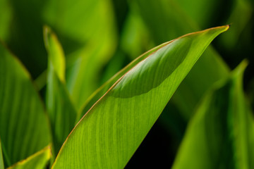  bright green leaves in sunshine on blurred natural background