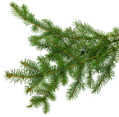 pine branch / pine-tree twig. Spruce . fir-tree. Decoration for new year and christmas, xmas...