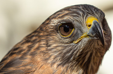 Bird of Prey Close-up: Hawk in Florida