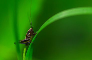 grasshopper on a leaf