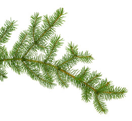 pine branch / pine-tree twig. Spruce . fir-tree. Decoration for new year and christmas, xmas festive and holidays.