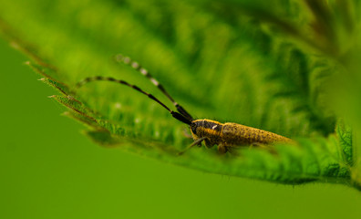 on a leaf