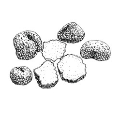 Truffle mashrooms vector  set in line art style.