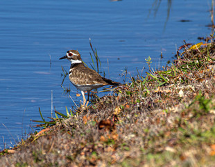 Killdeer at Water's Edge, Seminole, Florida