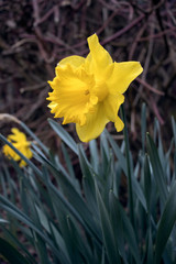 Fototapeta premium Vibrant yellow Daffodil flowering in East Grinstead