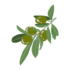 Figure olive branch with green fruits