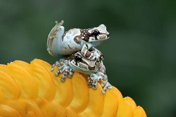 Tiny amazon milk frog on yellow bud, Panda Bear Tree Frog