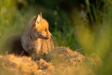 renardeau de profil © pierre