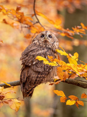 Tawny owl (Strix aluco) in autumn forest. Tawny owl sits on tree. Tawny owl and colorful autumn background.