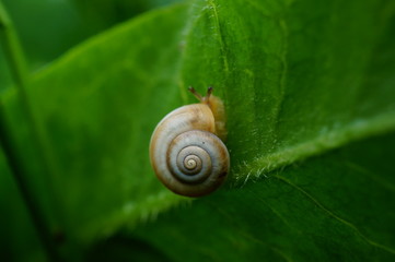 snail on a green leaf
