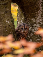 Tawny owl (Strix aluco) in autumn forest. Tawny owl sits on tree. Tawny owl and colorful autumn background.