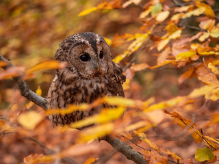 Tawny owl (Strix aluco) in autumn forest. Tawny owl sits on tree. Tawny owl and colorful autumn background.