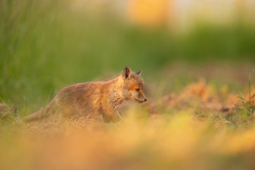 renardeau de passage 