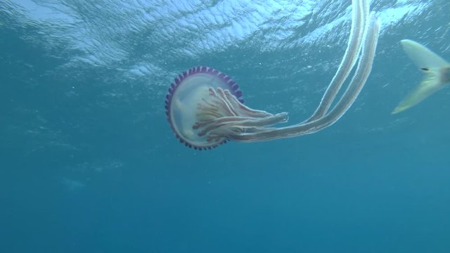 juvenile Jackfish swim with Purple jellyfish guiding her movements and guarding her. Pellagic Purple Jellyfish (Thysanostoma loriferum) and Blue Trevally (Carangoides ferdau). Close-up, Red Sea, Egypt