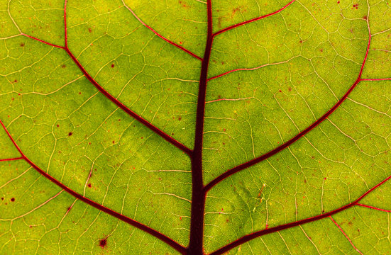 Leaf Close-up, Green with Red Viens, Seminole, Florida