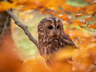 Tawny owl (Strix aluco) in autumn forest. Tawny owl sits on tree. Tawny owl and colorful autumn background.