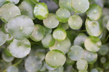 bunch of green grapes