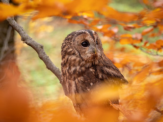 Tawny owl (Strix aluco) in autumn forest. Tawny owl sits on tree. Tawny owl and colorful autumn background.