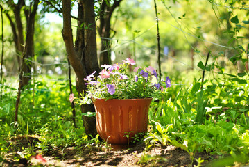 Garden flowers in the flowerbed under the bright sunshines. Blooming beautiful spring summer season. Lightened blossom beauty. Floral lifestyle compositions. Natural country life, out-of-town rest