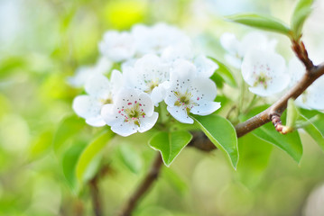 Lush blooming fruit tree branch in the spring sun light with fresh green leaves. Nature season renovation, natural new beginning. Flora life alive, plants resurgent. Beautiful garden redolent blossom