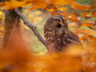 Tawny owl (Strix aluco) in autumn forest. Tawny owl sits on tree. Tawny owl and colorful autumn background.