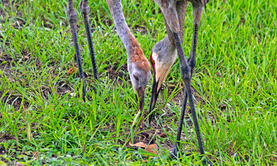 Sandhill Cranes foraging in a Florida meadow.