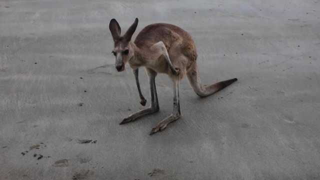 Kangaroo on a beach during sunrise looking for seaweed