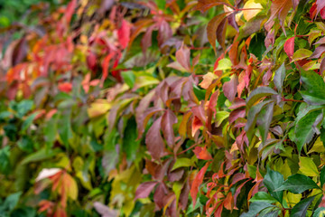 colorful leaves in fall