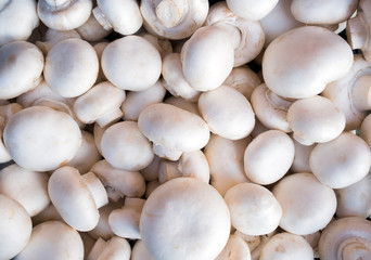 Fototapeta na wymiar Background mushrooms white fresh top view champignon small harvest