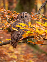 Tawny owl (Strix aluco) in autumn forest. Tawny owl sits on tree. Tawny owl and colorful autumn background.