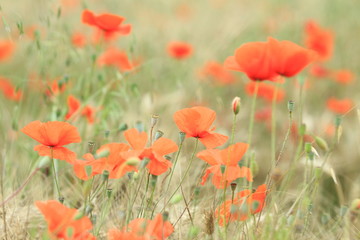 Fototapeta premium field of red poppies