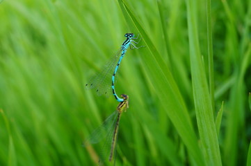 dragonfly on a blade of grass