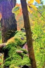 Discoveries during an autumnal forest walk