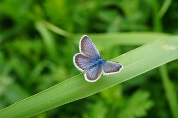 blue butterfly on a flower