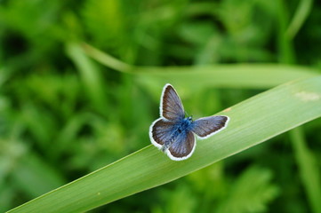 butterfly on a flower