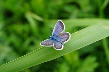 blue butterfly on a flower