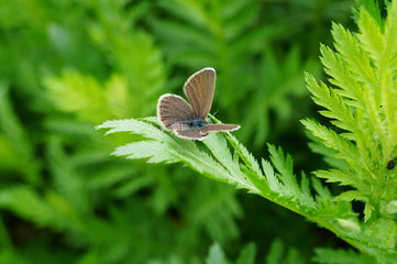butterfly on a leaf