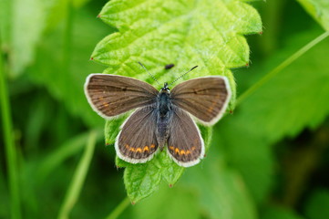 Fototapeta premium butterfly on leaf
