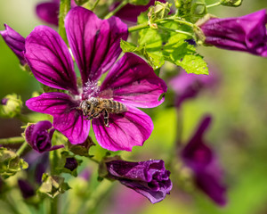 bee collecting pollen on a pink flower